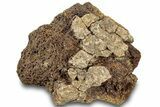 Dinosaur (Triceratops) Bone Section - Montana #312320-1
